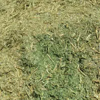 یونجه|عمده‌فروشی|سامن, |دیوار