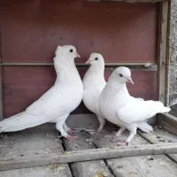 کبوتر رنگی و زینتی طوقی‌.رواعب و حندقی و زردی