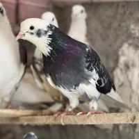 کبوتر کفتر