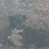 سگ ماده افغان