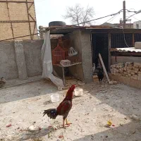 لاری|حیوانات مزرعه|مشهد, بلال|دیوار