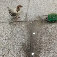 جوجه رسمی