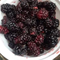 شاتوت تازه درشت وشیرین
