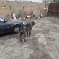 سگ سرابی