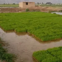 فروش سینی نشا