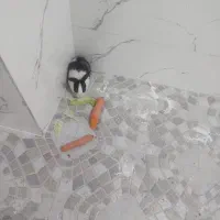 واگذاری خرگوش به صورت رایگان