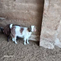 بزغاله ماده  چاق (چپش)
