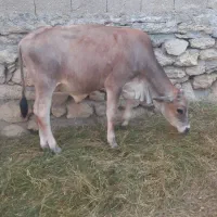 فروش گاو نر چاق