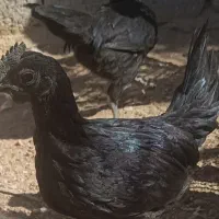 جوجه و تخم نطفه دار ایام سمانی محدود