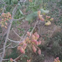 فروش-زمین-پسته-ای