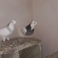 معاوضه با ماده