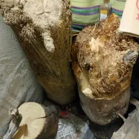 تنه و ریشه و پوستهای خاص درخت