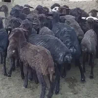 فروش ۱۸راس بره نر