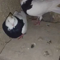 جفت نروماده طوقی سیاه جوجه دست خودم هستن
