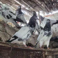 فروش کبوتر