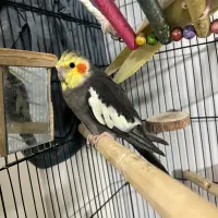 عروس هلندی نر و ماده یک ساله ب شرط جوجه