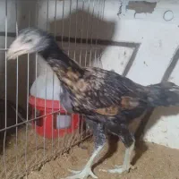 لاری|حیوانات مزرعه|رشت, آتشگاه|دیوار