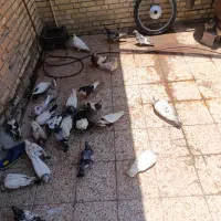 کبوتر  شیخی پلاک