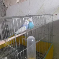 مرغ عشق