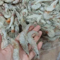 میگوپرورشی برای قلاب ومصرف