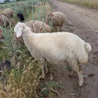 گوسفند شیره دار جوان
