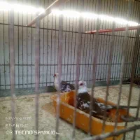 پرنده سرای علی بابا