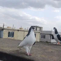 چپ مشکی نر قلدور