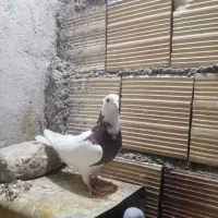 ماده طوقی قرمز