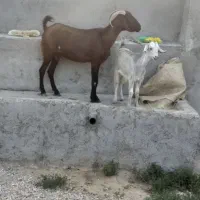 بز وکهره