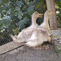 جوجه اردک ۲ ماهه