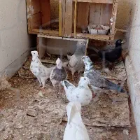 کبوتر