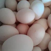 تخم مرغ محلی زابلی