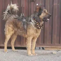 سگ نر سراب ذات قدیم نگهبان چل چل صفت