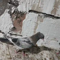 جوجه سینه
