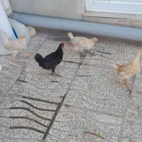 جوجه|حیوانات مزرعه|کوهدشت, |دیوار