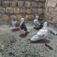 کفتر