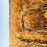 اجاره-6-5-هکتار-زمین-کشاورزی-کانال-7