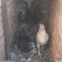 مرغ خروس گلین مینیاتوری