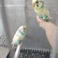 یک جفت مرغ عشق