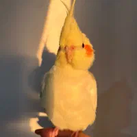 عروس هلندی