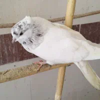 کبوتر