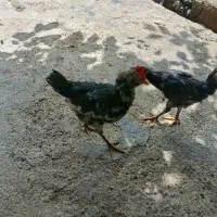 خروس|حیوانات مزرعه|شوش, |دیوار