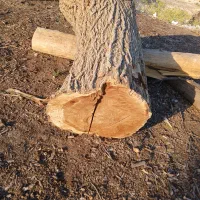 فروش تخته گردو