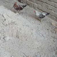 فروش تعدادی نیمچه خروس گلین و جنگلی ونژادآمروک