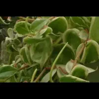اجاره-زمین-میانه-کنگاور-آبی-و-دیمی-یونجه-نخود
