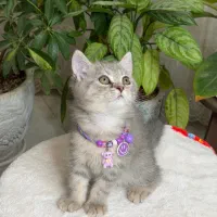 British cat|گربه|اصفهان, جلفا|دیوار