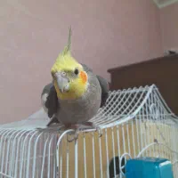 عروس هلندی