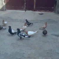کبوتر