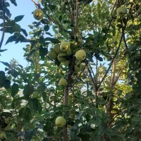 فروش فوری یک قطعه باغ در روستای نقندر