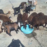 بره و بزغاله نژاد دار